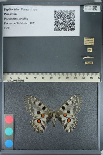 Media type: image;   Entomology 174957